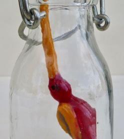 Botteldbirdfish (4)