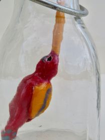 Botteldbirdfish (5)
