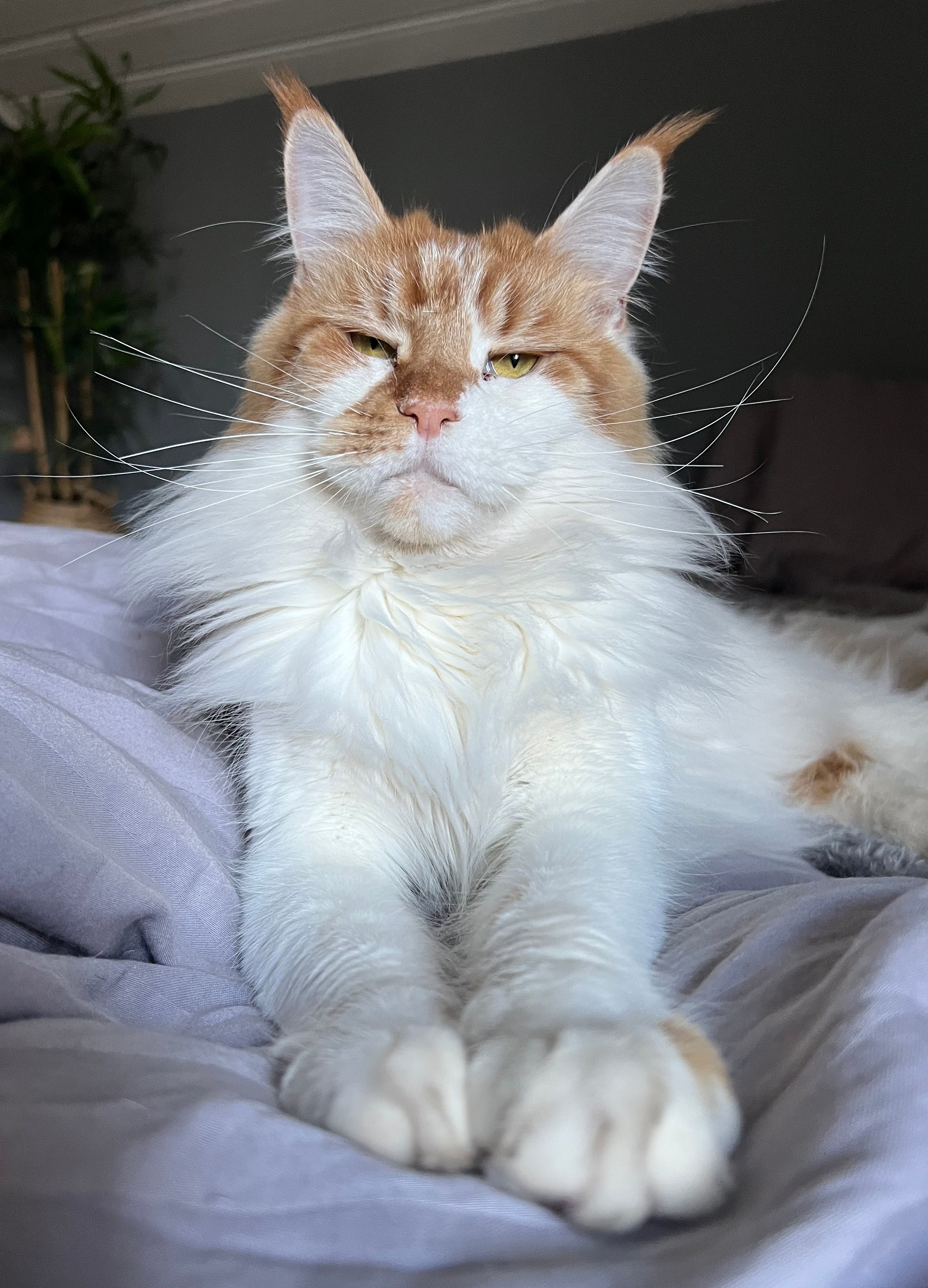 Queen 2 1/2 år