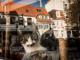 Katt i Bremen