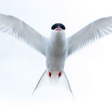 Rødnebbterne Svalbard 0727-Edit