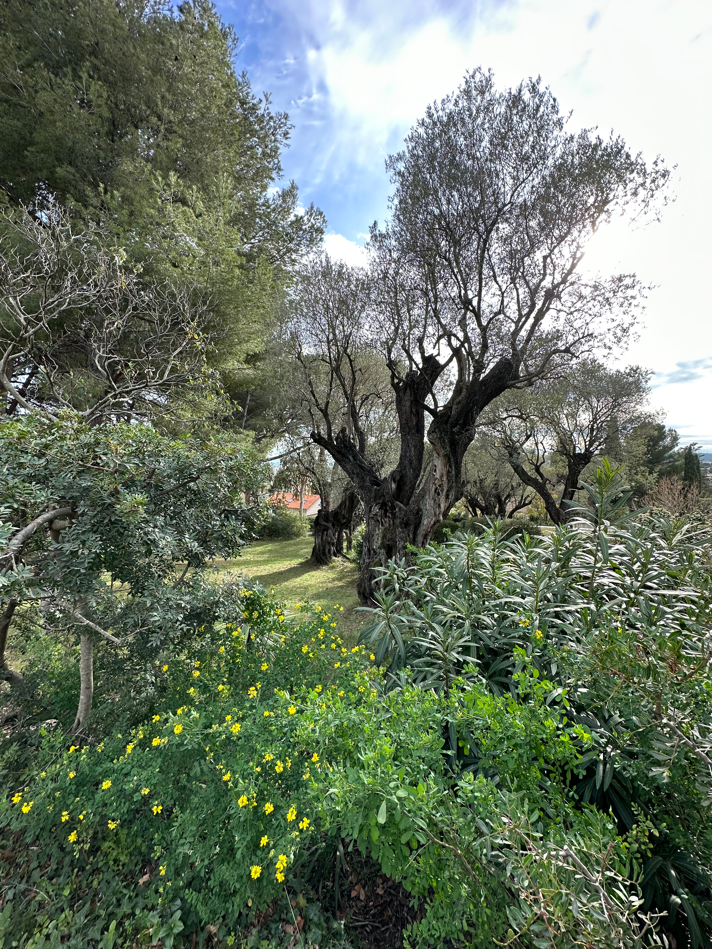 Renoir museumet