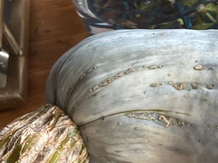 Eftersom Hubertplantan stod i en kruka och inte i rabatt, mäktade inte plantan med att producera mer än en stor pumpa.  Det var många fler blommor som satte frukt, men de tynade bort efterhand. Jag tycker den är estetiskt tilltalande med vacker yta och färg. Kolla in den kraftiga stammen!