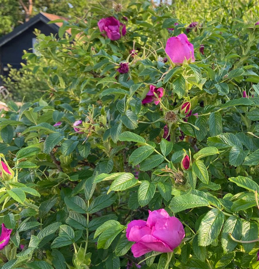 Något som jag tycker är himmelskt gott är marmelad gjord rosenblad.