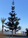 Morgonpromenad