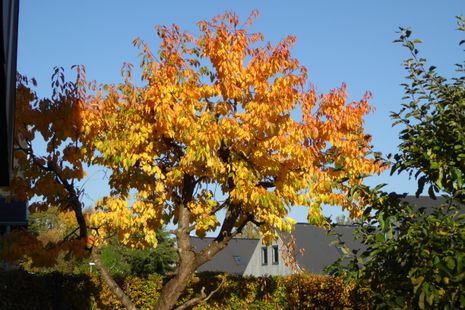 P1120362_2018_Efterårsløvfald