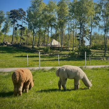 Glamping-Alpackor