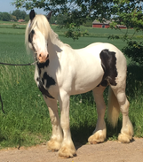 Björnebos Eros