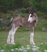 Björnebos Indigo