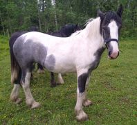 Björnebos Luna