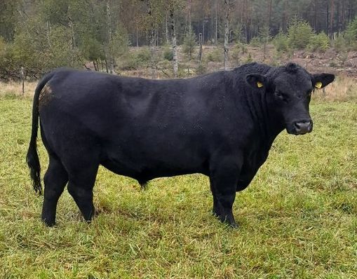 14 Anton av Skogsnäs