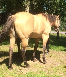 Donna aug 15c
