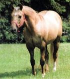 Farfars far och Morfars far Hollywood Jac 86