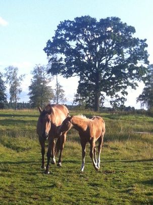 Joe och Mamma sommar 2013