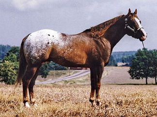 Morfar QAR Mystery Bo