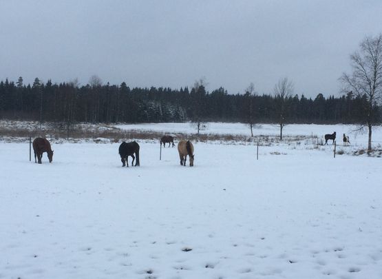 Vinter 2015-16
