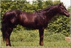 Morfar Great Pine