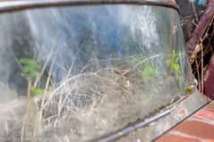 IMG_4449