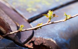 IMG_4450