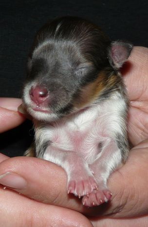 Sobel tik 1 dag gammal. 
Mimmi. 