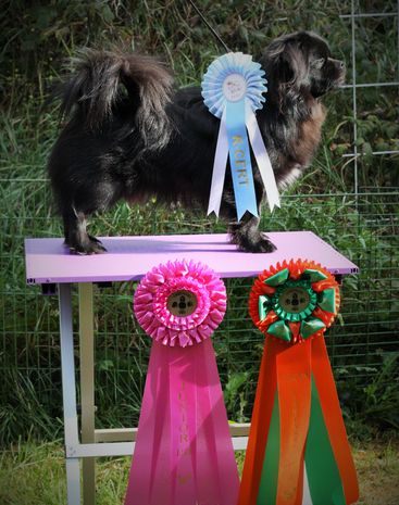 Ice 13 månader, R-CERT, BIR-junior samt 4a Bästa Tibetanska Junior på tibethund 2017

Ice 13 months, Reserve-CAC, BOB-junior and 4 best tibetan junior at a all tibetan breeds special show (Tibethund 2017)