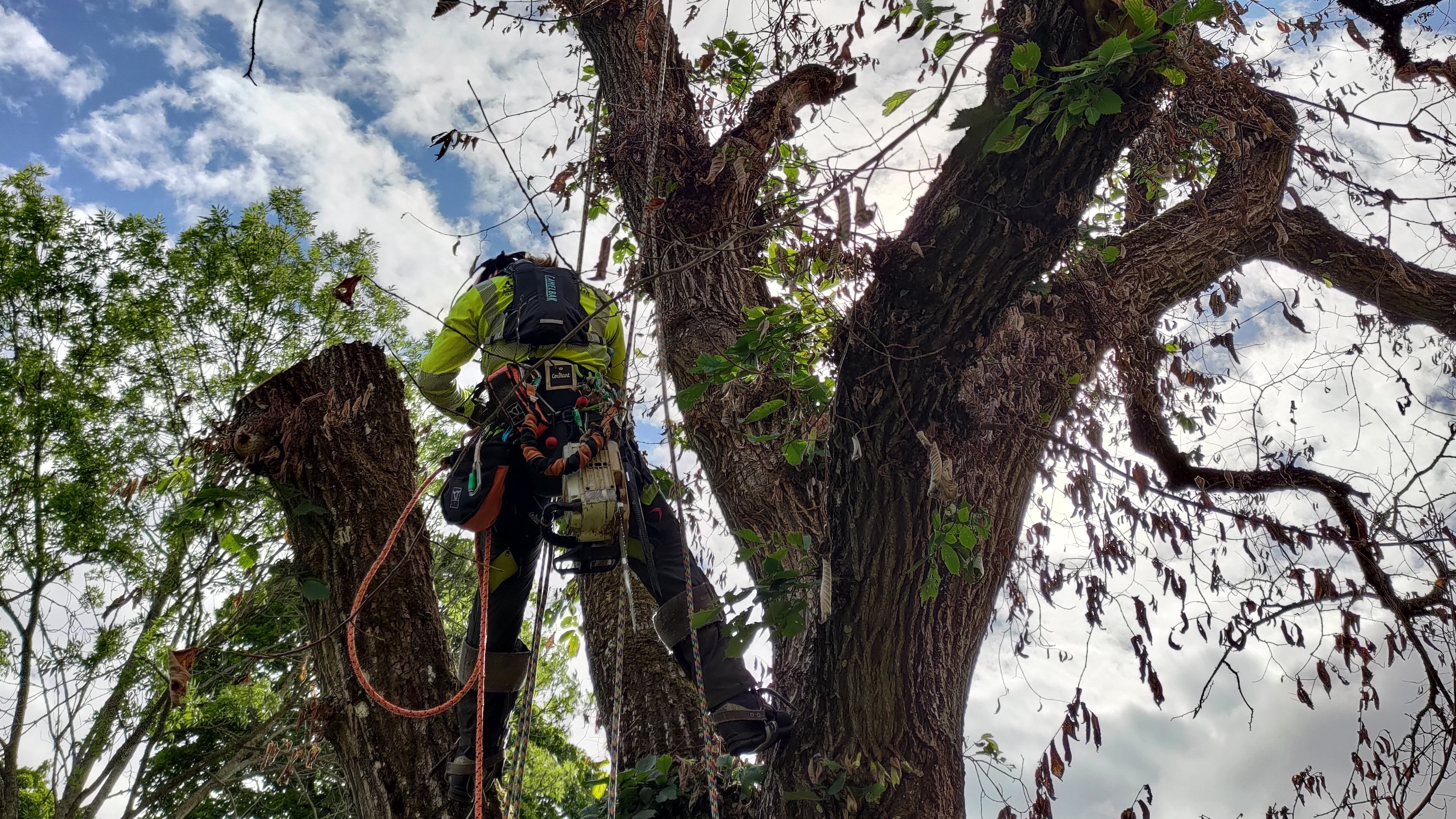 Almfällning av arborist