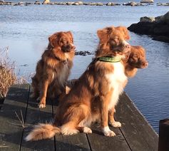 hundar på bryggan