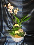 Orchidee mix