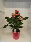 Anthurium roze