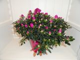 Seizoensgebonden Azalea