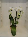 Gebogen Orchidee