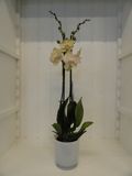 Orchidee Geel
