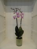 Orchidee Rozigwit