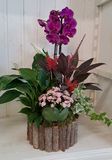 Orchidee mix