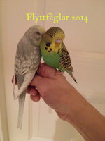 Flyttfåglar 2014