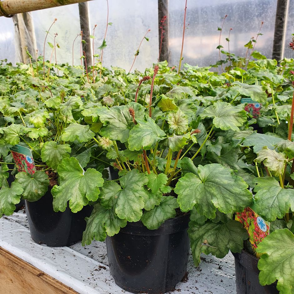 Noen planter har vokst seg så store at de ble pottet over i 17 cm.potter, dette er forøvrig Paris