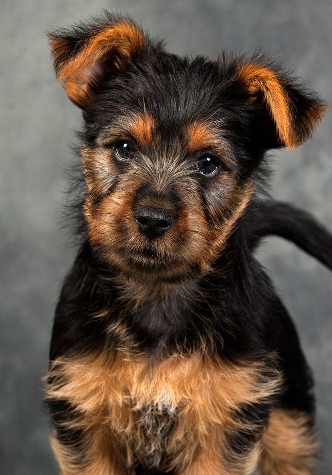 Kenzo alias Blue Ayers Amadeus fra vores 2010 kuld/ Kenzo or Blue Ayers Amadeus from our 2010 litter