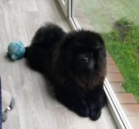 Charu