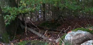 En lille del af stengærdet i Ganløse Ege, bygget af bønder i forrige, forrige århundrede for at holde markens dyr for sig og skovens dyr for sig.
