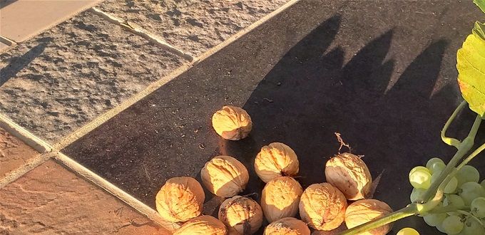Over otte kilo valnødder og knap 100 kilo druer er der høstet.  Æbletræerne har også givet godt, så vi er selvforsynende med waldorfsalat et pænt stykke tid.