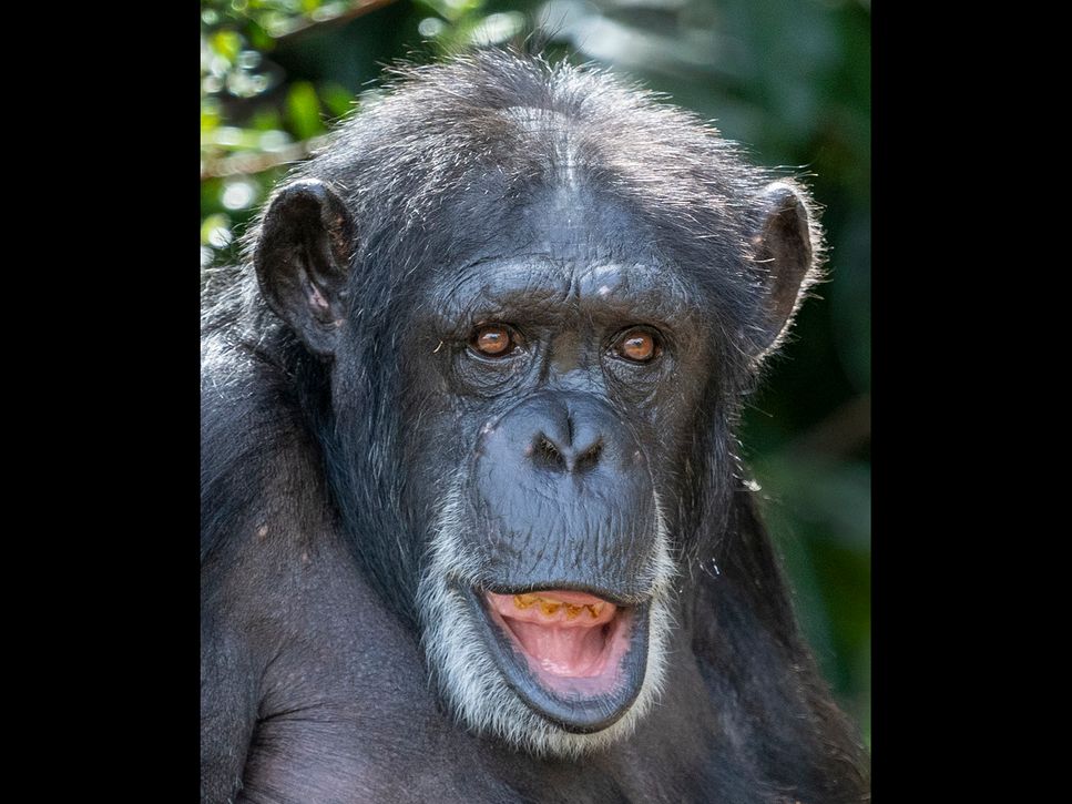 Chimpanzee