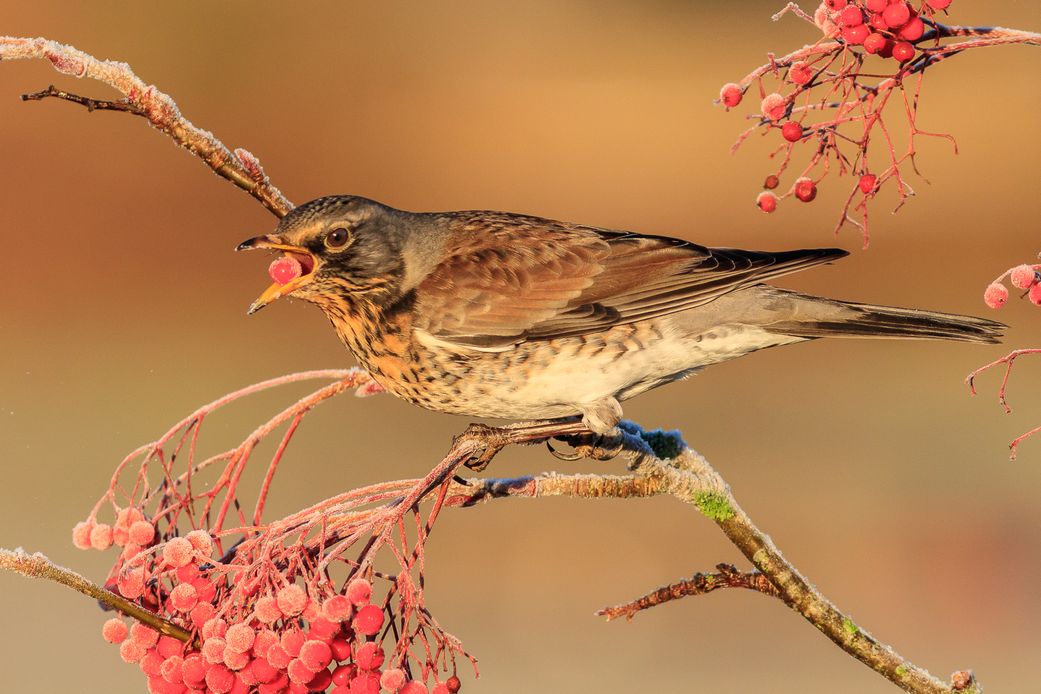 Fieldfare on Rowan Berries