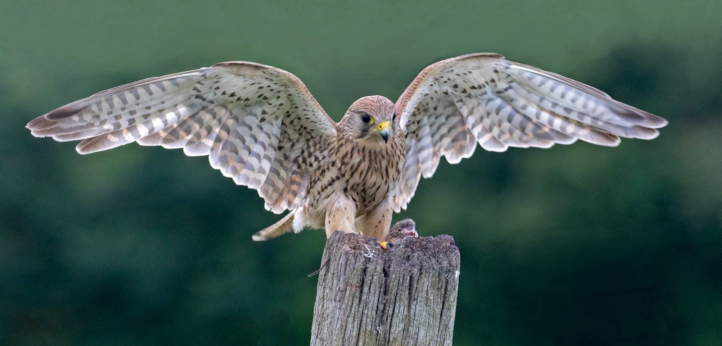 Kestrel Landing with Prey
