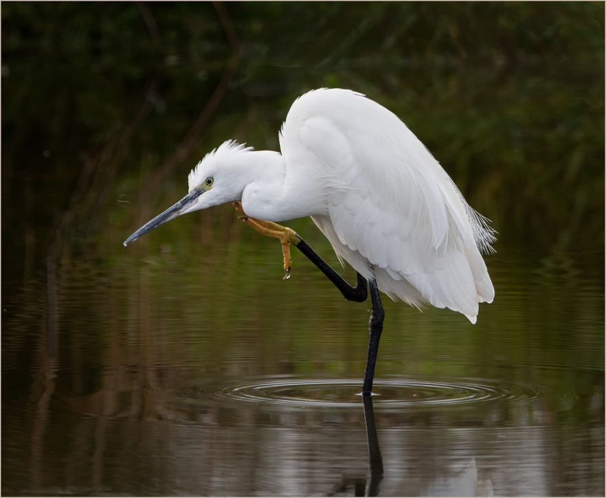 Little Egret Preening