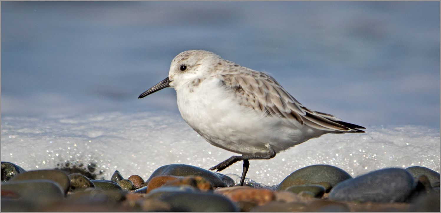 Sanderling on the Shore