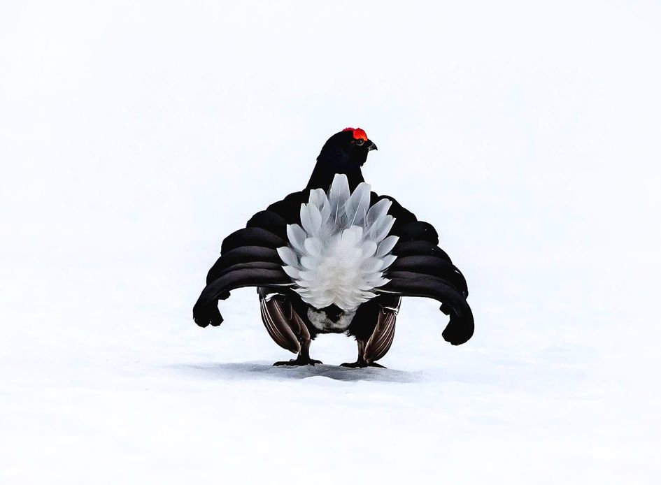 Black Grouse Lekking