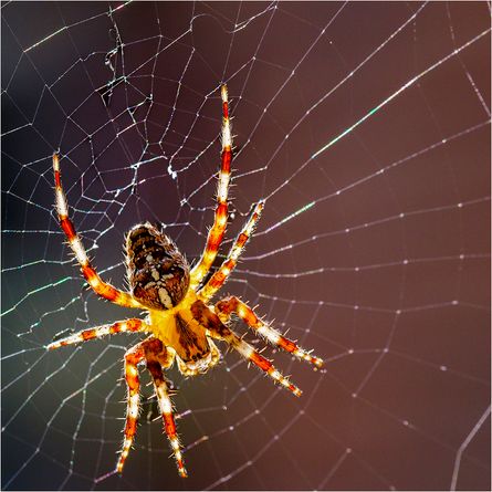 Diadem Spider