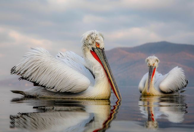 On Reflection