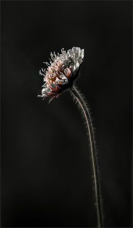 Reaching for the Light