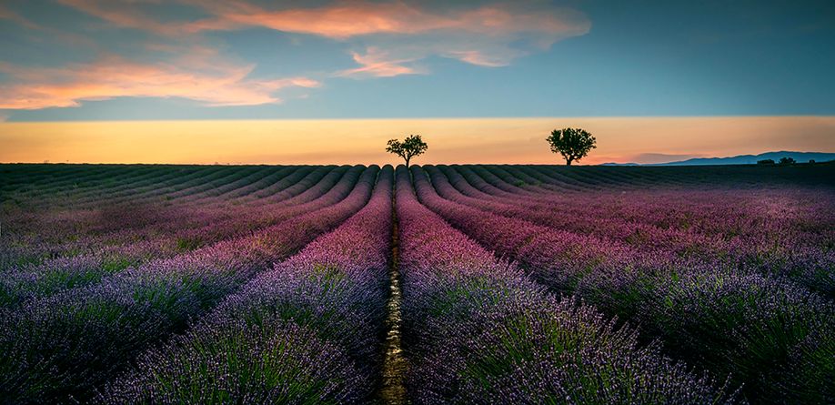 Sunset Over Lavender Field